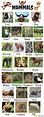 Animal Names | Types of Animals | List of Animals • 7ESL | English ...