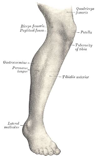 The calf muscle, on the back of the lower leg, is actually made up of two muscles calf muscle rupture: Human leg - Wikipedia
