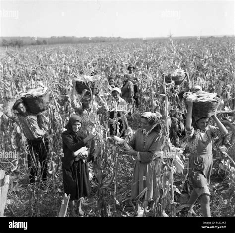 Group Of Peasants Manually Harvesting Corn On Field In Communist