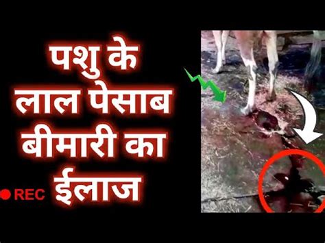 babesiosis in cattle red water urine in cattle पश म लल पशब