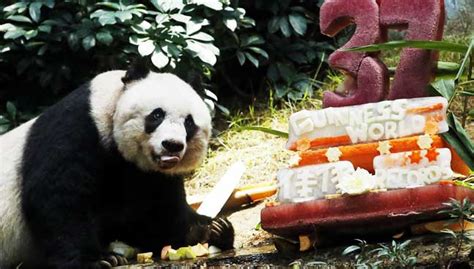 Hong Kong Mourns Worlds Oldest Captive Giant Panda Free Malaysia