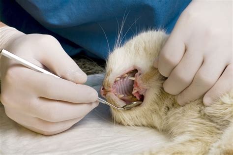 8 Common Cat Dental Problems And How To Deal With Them 2024 Guide