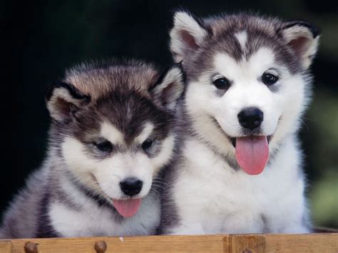 As alaskan huskies are, gizmo does have a high prey drive and he is required to go to a home without cats because he does like to chase them, unfortunately. 9 Things You Need to Know About The Alaskan Husky - Animalso