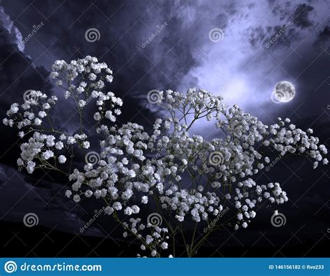 Summer Moon Night In The Blossoming Garden Flowers In Moonlight Stock