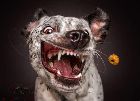 Watch Photographer Takes Photos Of Dogs Trying To Catch Treats