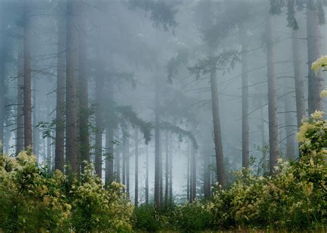 Fog In The Pine Forest Forest Scenery Forest Wallpaper Misty Forest