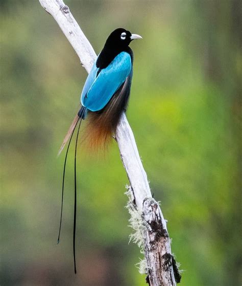 Top 20 Most Beautiful Colorful Birds In The World