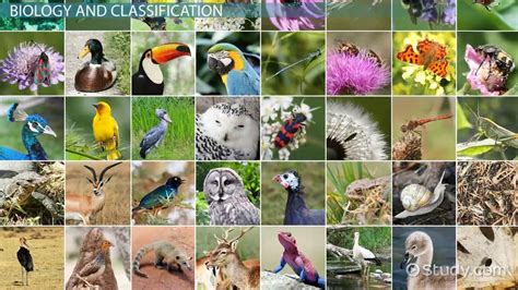 Species Definition Characteristics And Examples Lesson
