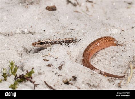 Blue Tailed Mole Skink Hi Res Stock Photography And Images Alamy