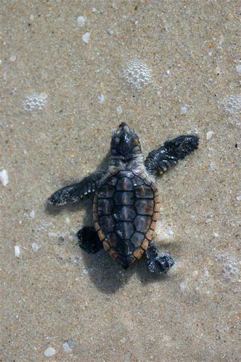 Loggerhead Sea Turtle Is A New Florida State Symbol