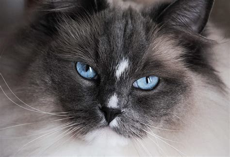 Cute Pictures Of Ragdoll Cats