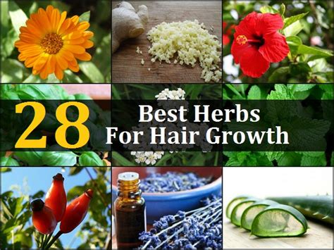 28 Best Herbs For Hair Growth Gardens With Purpose