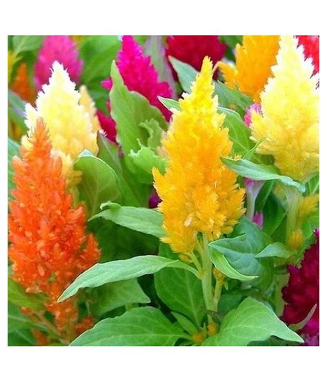 R Droz Celosia Mixed Color Flowers High Germination Flowers Seeds