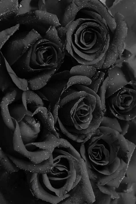 Sɴɪᴇɢᴅᴇᴊᴀ Black Colour Mood Aesthetic Black Roses Wallpaper Black