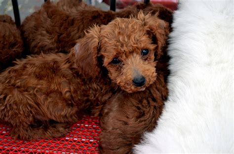 Brown Puppy Free Stock Photo Public Domain Pictures