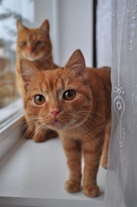 Continue cooking until all ingredients are heated through. Irina Granatna in 2020 | Orange tabby cats, Pretty cats ...
