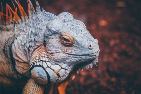 Free Images Wildlife Zoo Iguana Fauna Lizard Close Up Face