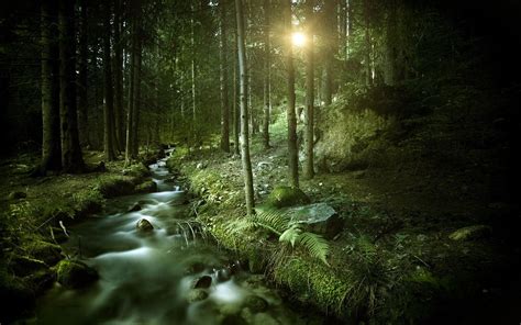 Wallpapers For Dark Green Forest Wallpaper Earths Pinterest