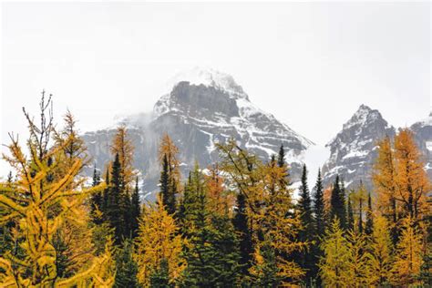 90 Paradise Valley Banff National Park Stock Photos Pictures