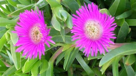 Características De La Planta Uña De Gato Carpobrotus Edulis Agromática