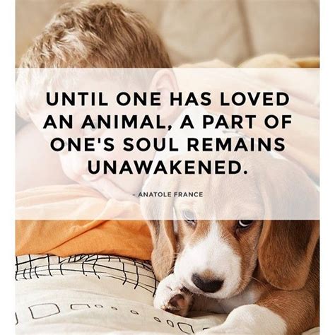 Until One Has Loved An Animal A Part Of Ones Soul Remains Unawakened