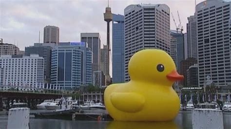 Giant Rubber Duck Floats Through Sydney S Darling Harbour Youtube
