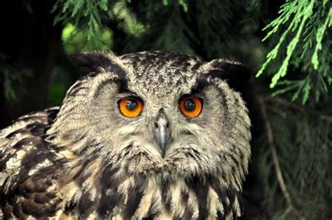 European Eagle Owl Owl Cute Animals Animals
