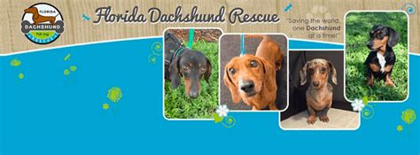 Top 73 Dachshund Rescue Organizations In Usa