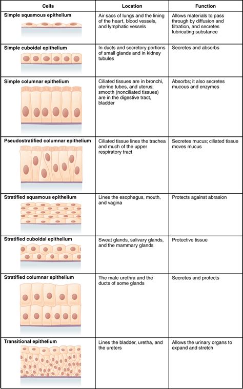 Simple Columnar Epithelium Introduction Types And Functions