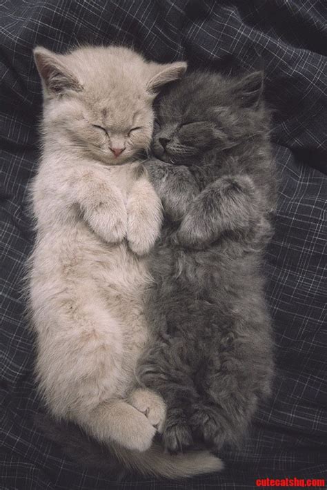 Lovely Sleeping Cats Of The Day Cute Cats Hq Pictures Of Cute Cats