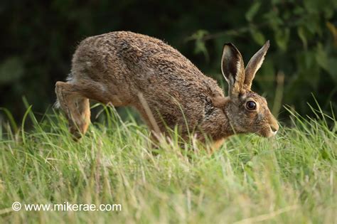 Brown Hare Bouncing Through Grass After Sunset August Evening Suffolk