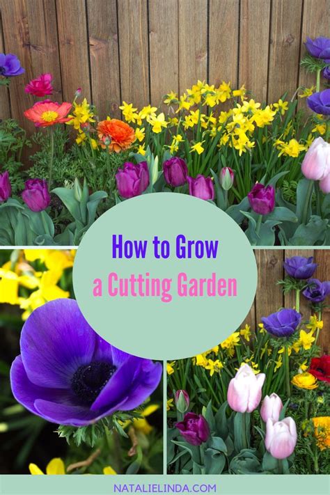 How To Grow A Beautiful Cutting Garden In Your Yard 2019 Flowers Decor