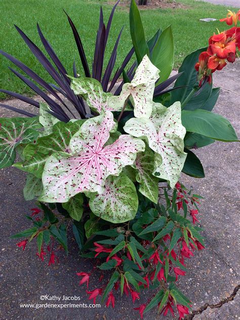 Tropical Plants Container Garden For Summer Color