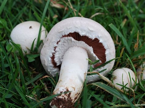 Are White Mushrooms Bad For Dogs