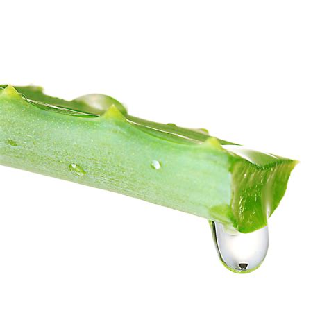 Si la hoja de aloe vera fuese larga y gruesa se puede cortar en pedazos más pequeños para facilitar las cosas, una vez que lo tenemos con algún elemento como una cuchara de madera tenemos que extraer todo el gel (la pulpa) que podamos, raspando hasta sentir la piel que dejamos sin pelar. Aloe Vera Gel (Juice) 1X | Saffire Blue Inc.