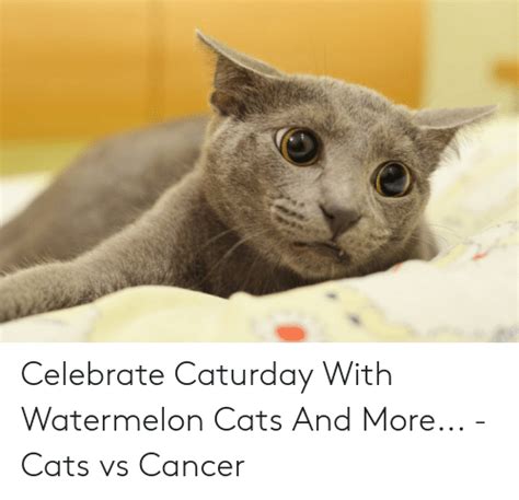 Celebrate Caturday With Watermelon Cats And More Cats Vs Cancer