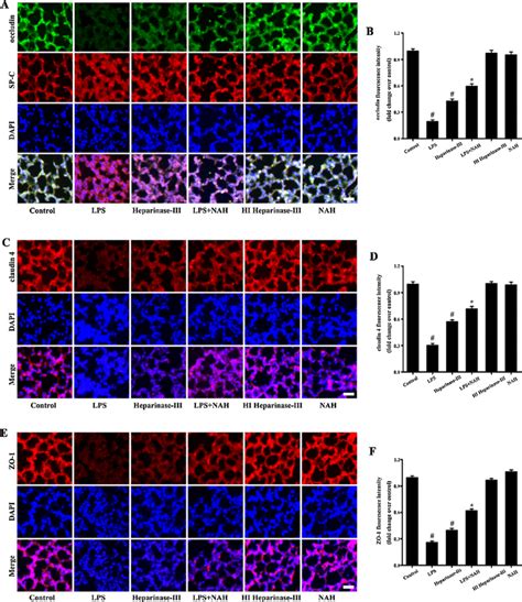 Changes In Alveolar Epithelial TJ Proteins In Mice Distributions Of TJ