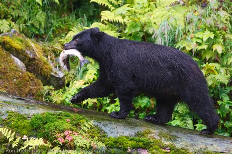 Black Bear At Anan Wildlife Observatory Tongass National Forest