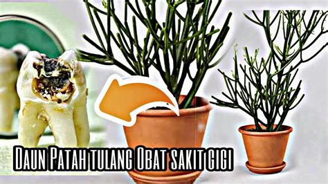 Percobaan ini pun dilakukan pada 2017, dimana tikus betina menjadi bahan percobaannya. Masya allah| Khasiat Daun patah tulang untuk obat Sakit ...