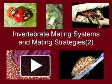 Ppt Invertebrate Mating Systems And Mating Strategies Powerpoint