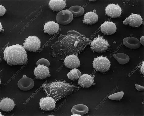 Sem F Files Of Normal White Blood Cells Stock Image P2480068