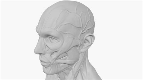 Human Head Anatomy 3d Model Turbosquid 1837458