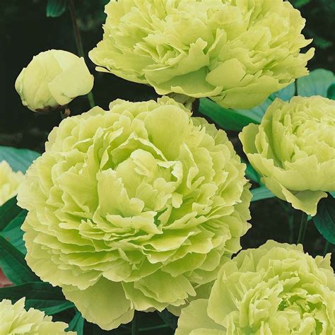 Green Peonies