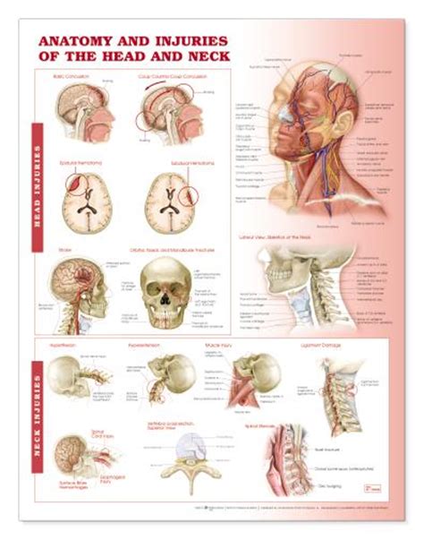 Head And Neck Chart Anatomy And Injuries