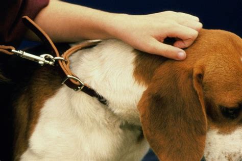 Causes And Treatment For Dog Collar Burn Cuteness