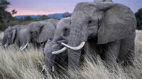 Our Top 10 Facts About Elephants Wwf