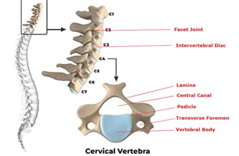 Vertebrae Anatomy Cervical Vertebrae Anatomy Pictures