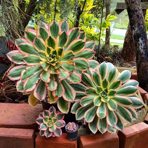 5 Main Benefits Of Succulents In Your Home Succulents Container