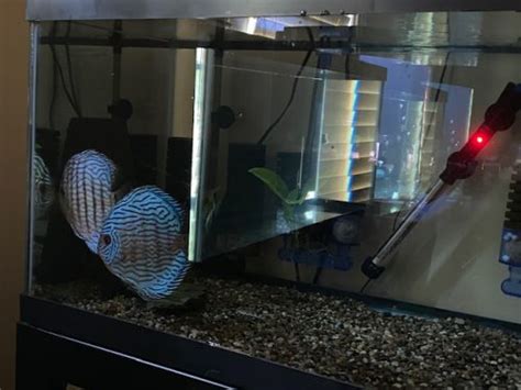 German Red Turquoise Discus Proven Breeding Pair