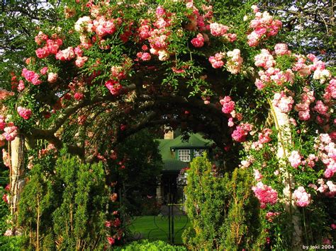 English Rose Garden Wallpaper